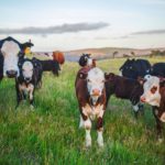 Kühe auf der Weide - Beerepoot Agrartechnik